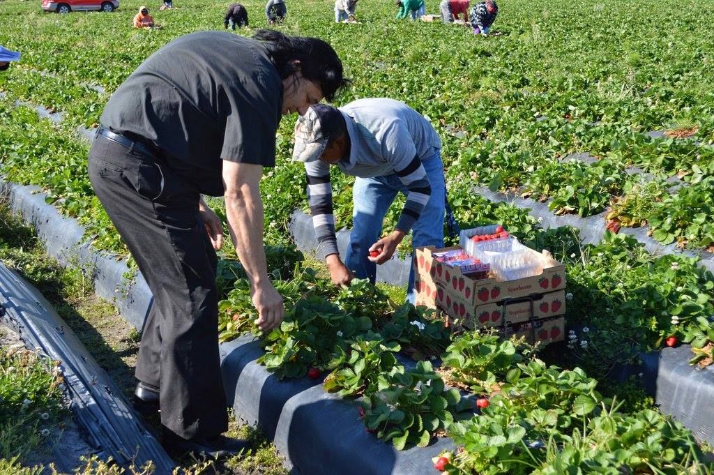 Priest and parishioners picking strawberries in the field
